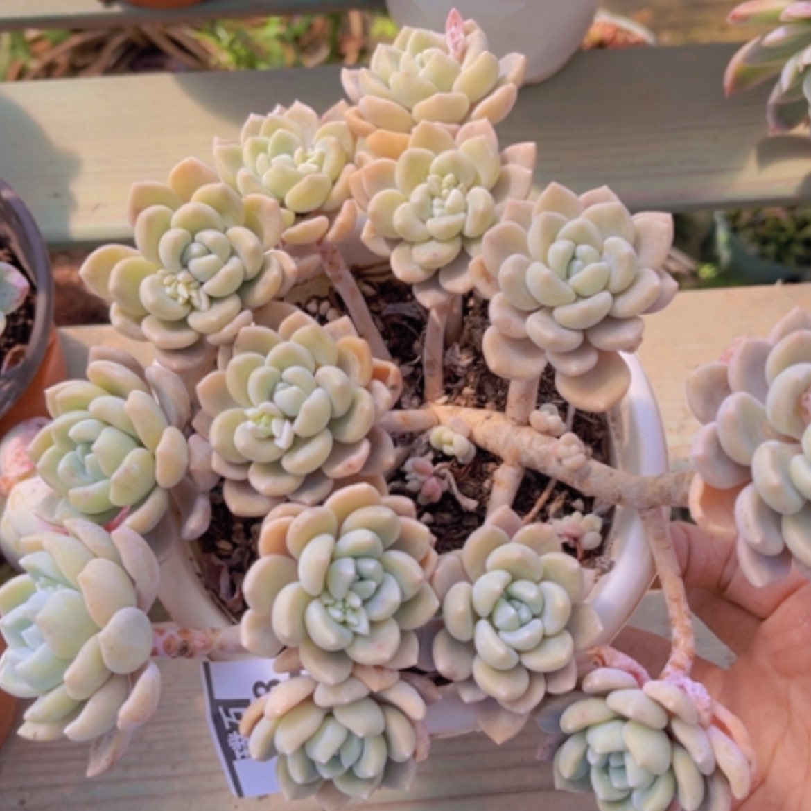 【闪购商品】克洛伊12218