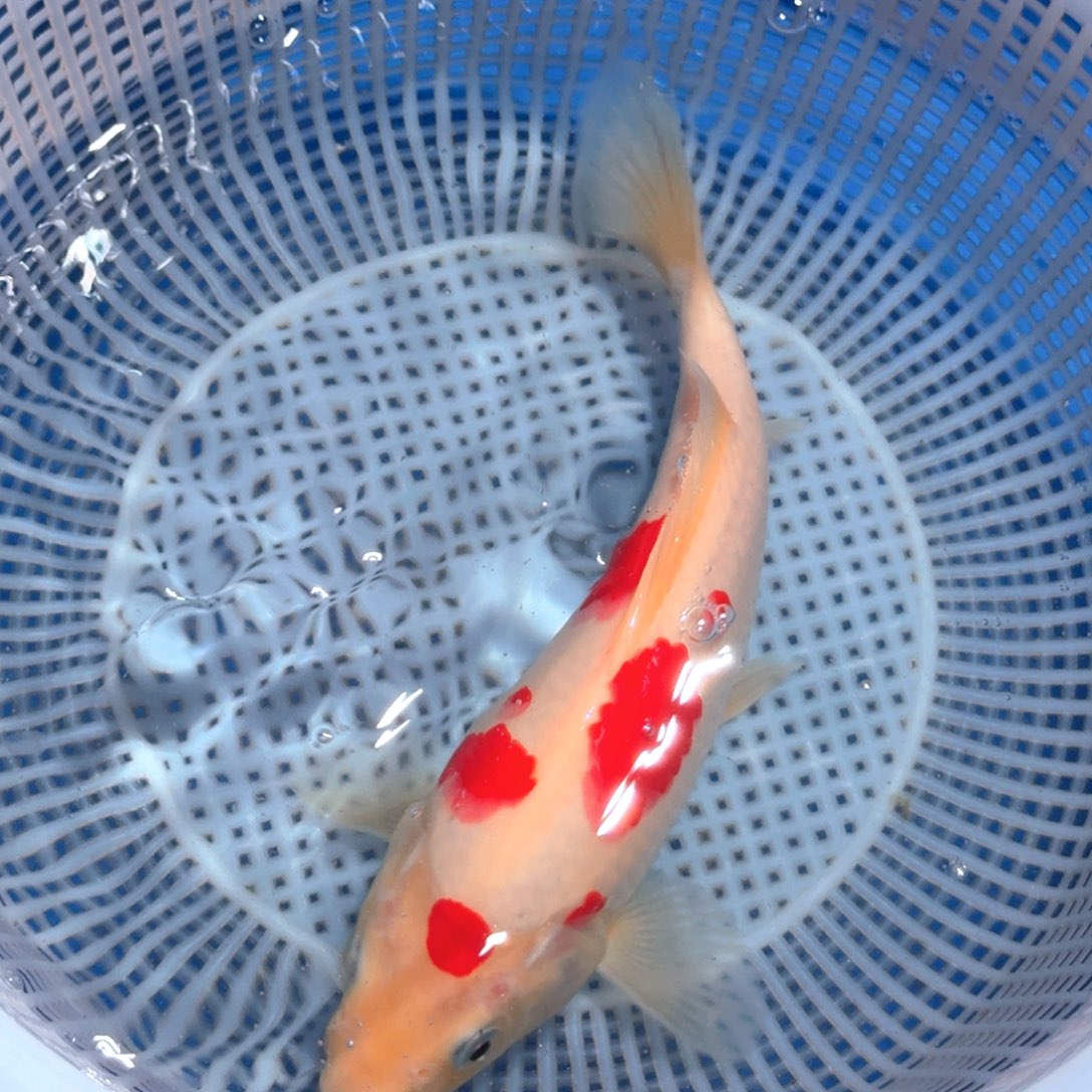 锦鲤精品甄选血统锦鲤