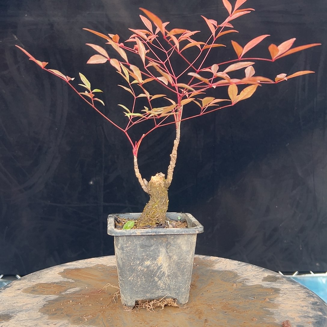 不开花植物00000009