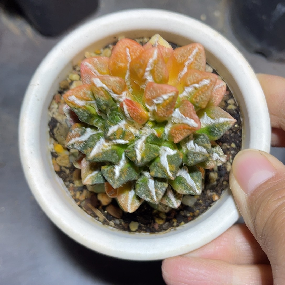 黑牡丹锦嫁接仙人球