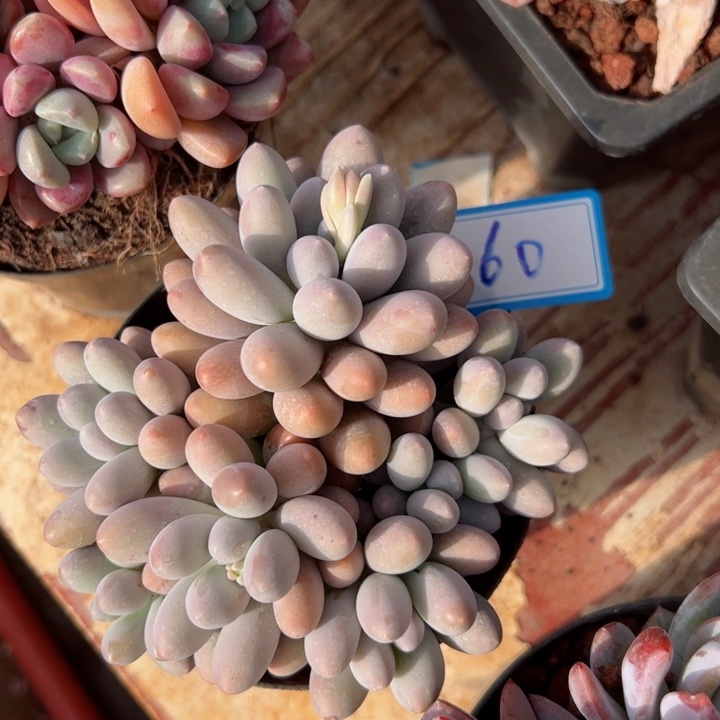 60汤圆平平安安健健康康