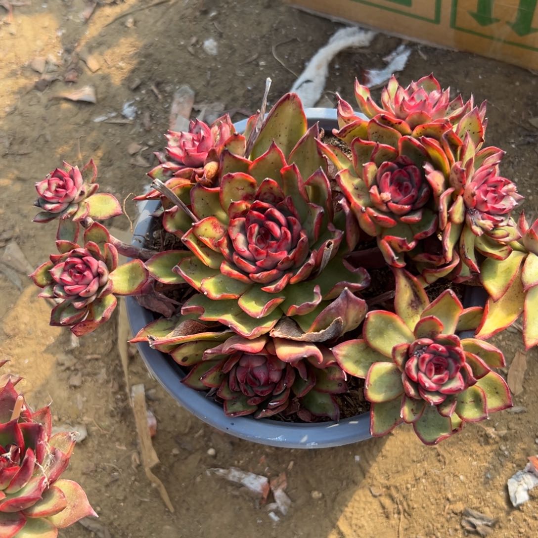 多肉植物保利安娜