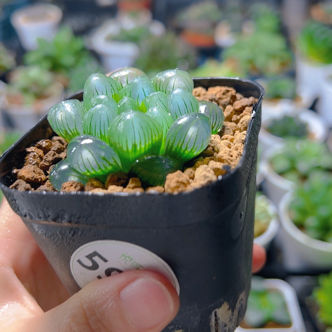 5964多肉植物一颗