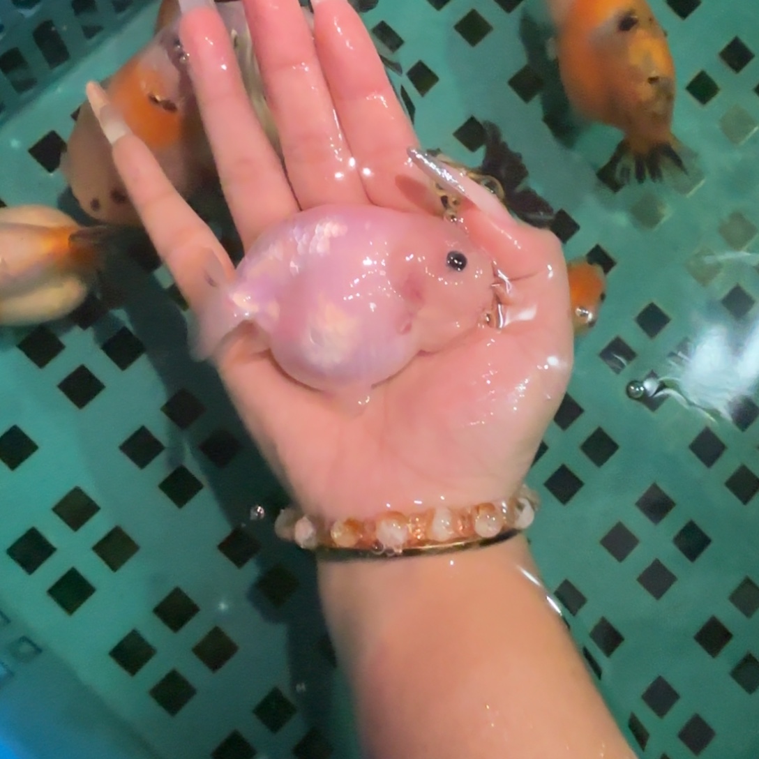 千***·金鱼拍包装包邮，。