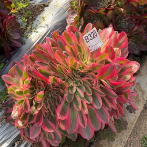 多肉植物女巫缀化