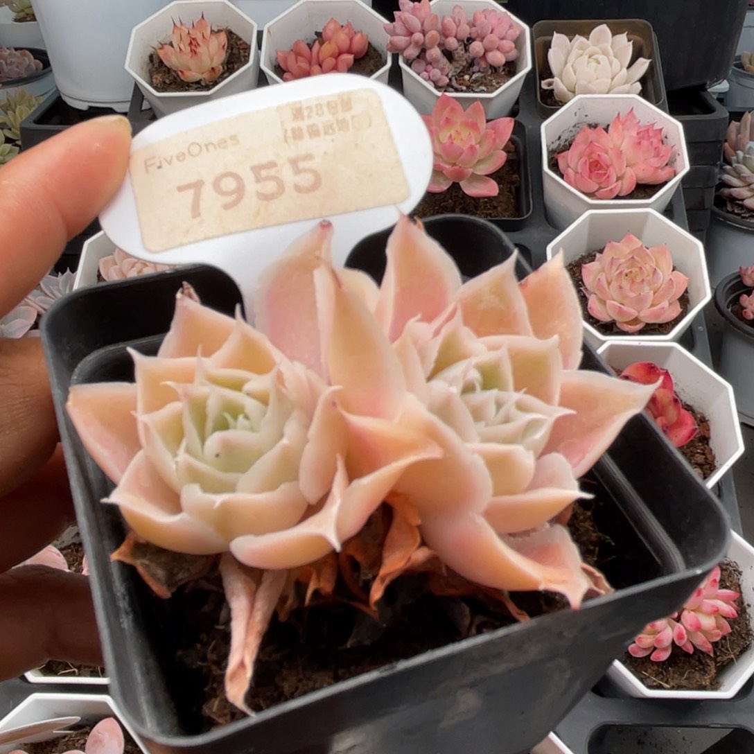 蓝丝绒7955-6.0厘米