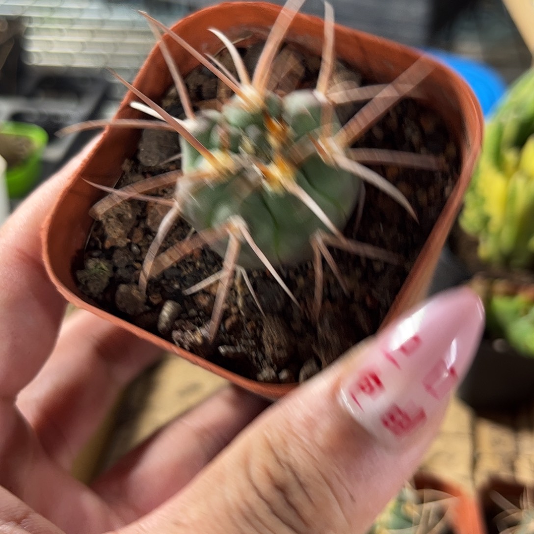 美刺光林玉单头发货有根