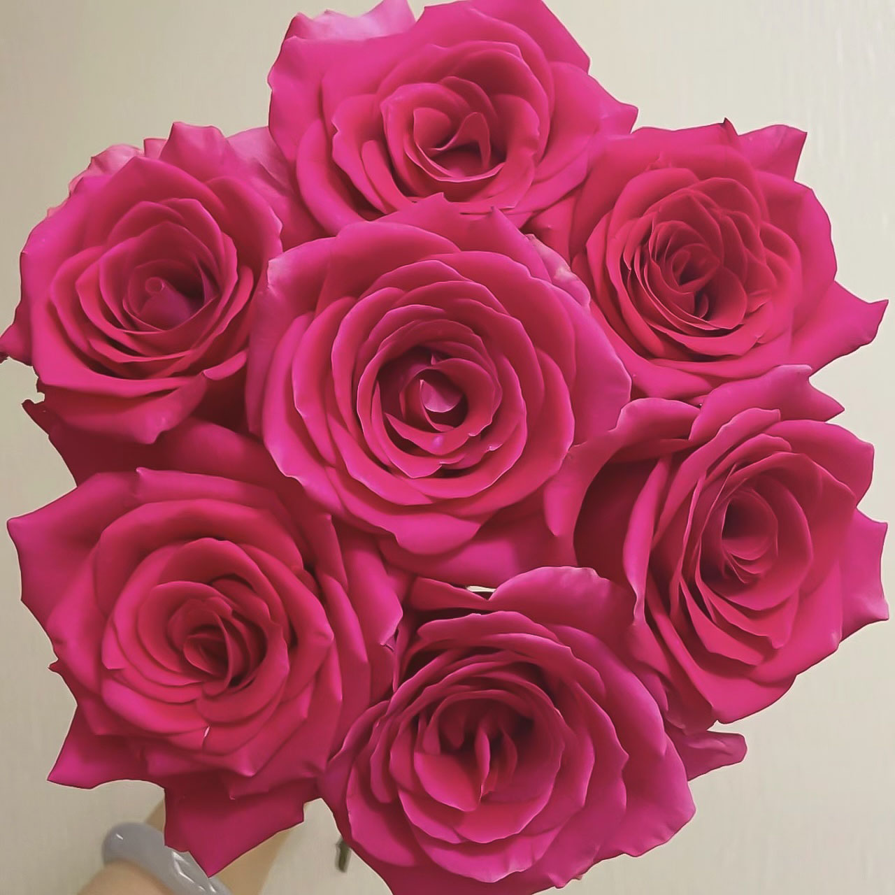 弗洛伊德20枝玫瑰【1单包邮】云南鲜花家用