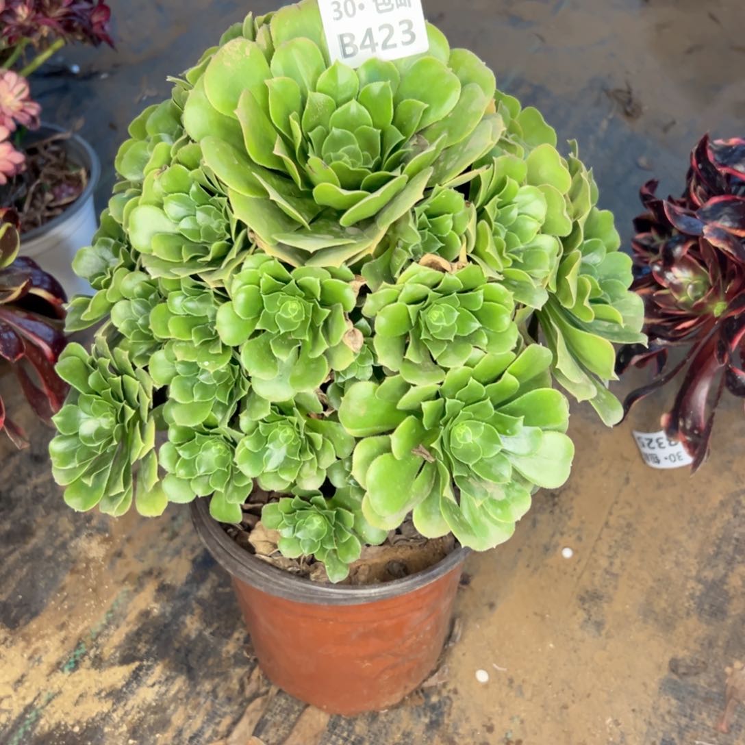 423 多肉断枝不包