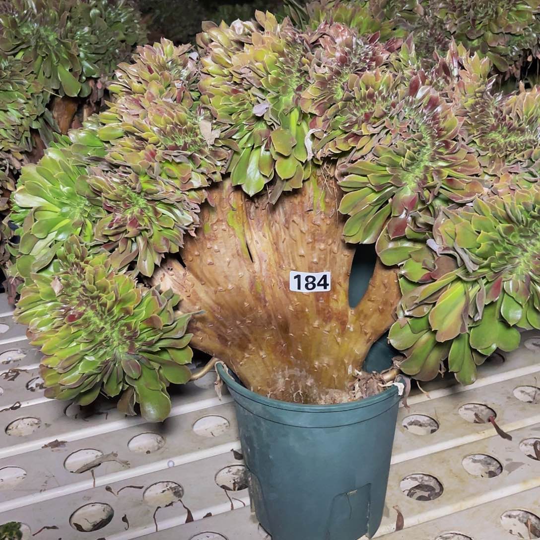 玫瑰法师7-7包邮法师法师