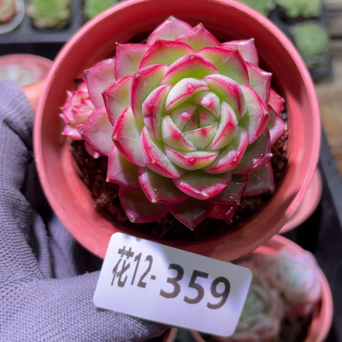 花利美12-359女王