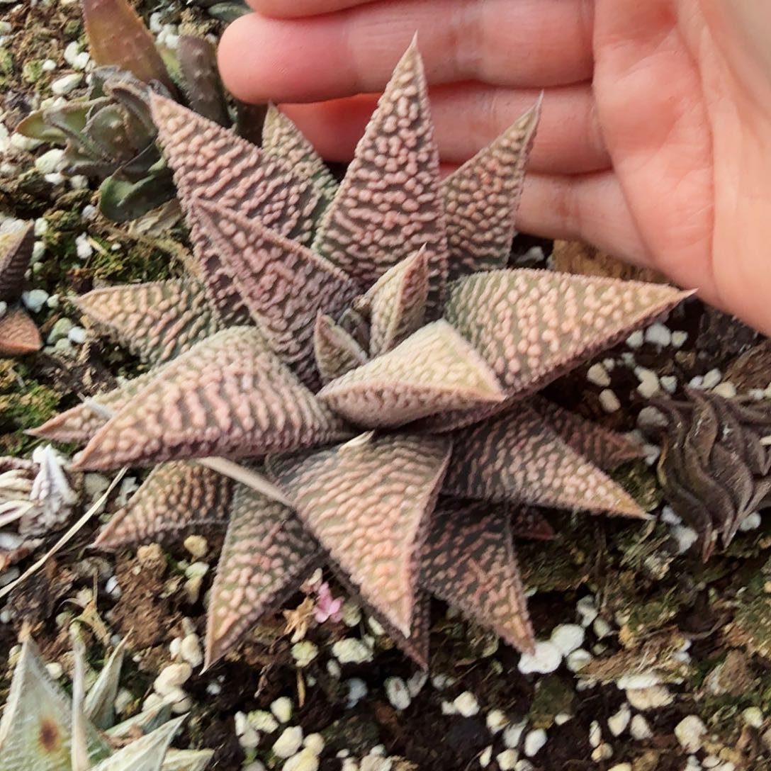 雪A硬叶母本脱盆发货