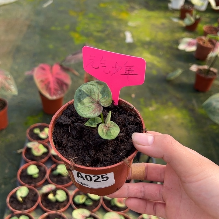 元***纲不开花植物A025不售后寄养