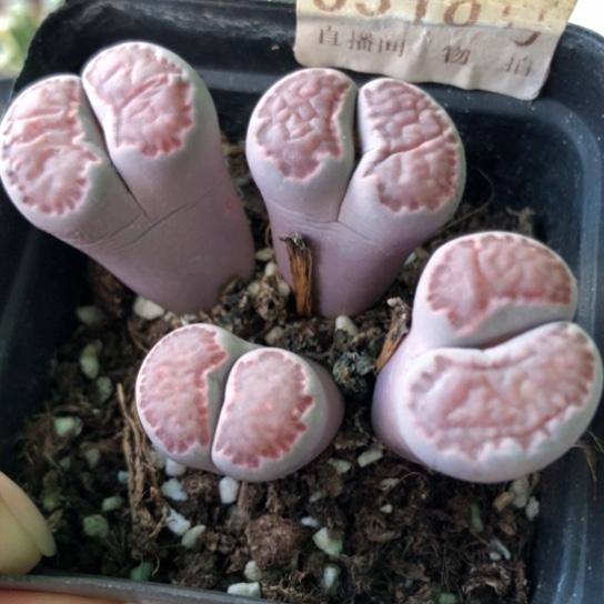 0310，4头群如图一物一拍
