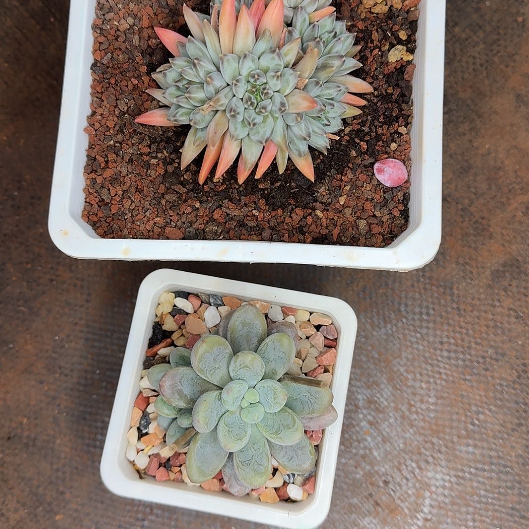 美肉组合两颗炸炸