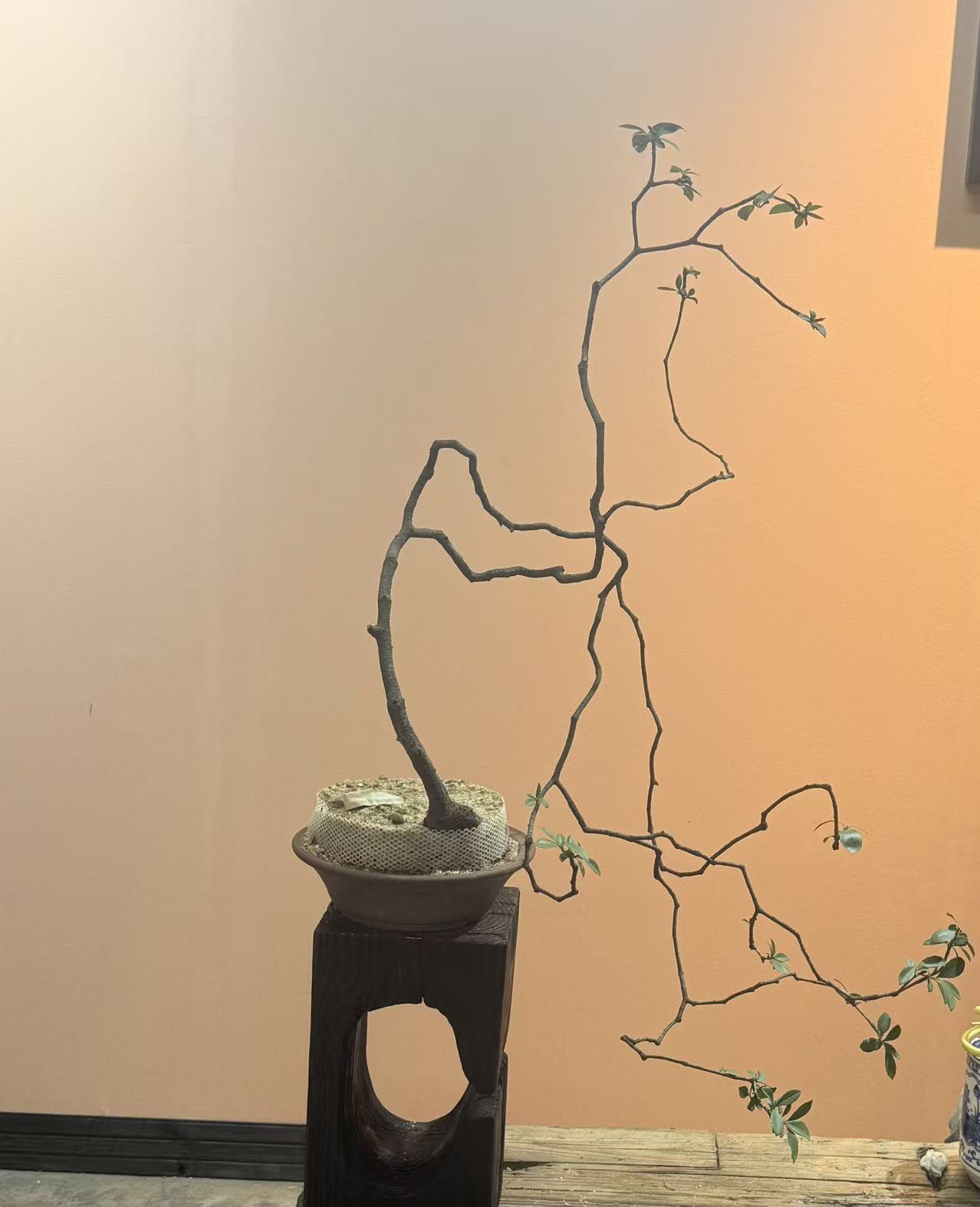直播链接 春花栀子花一物一拍