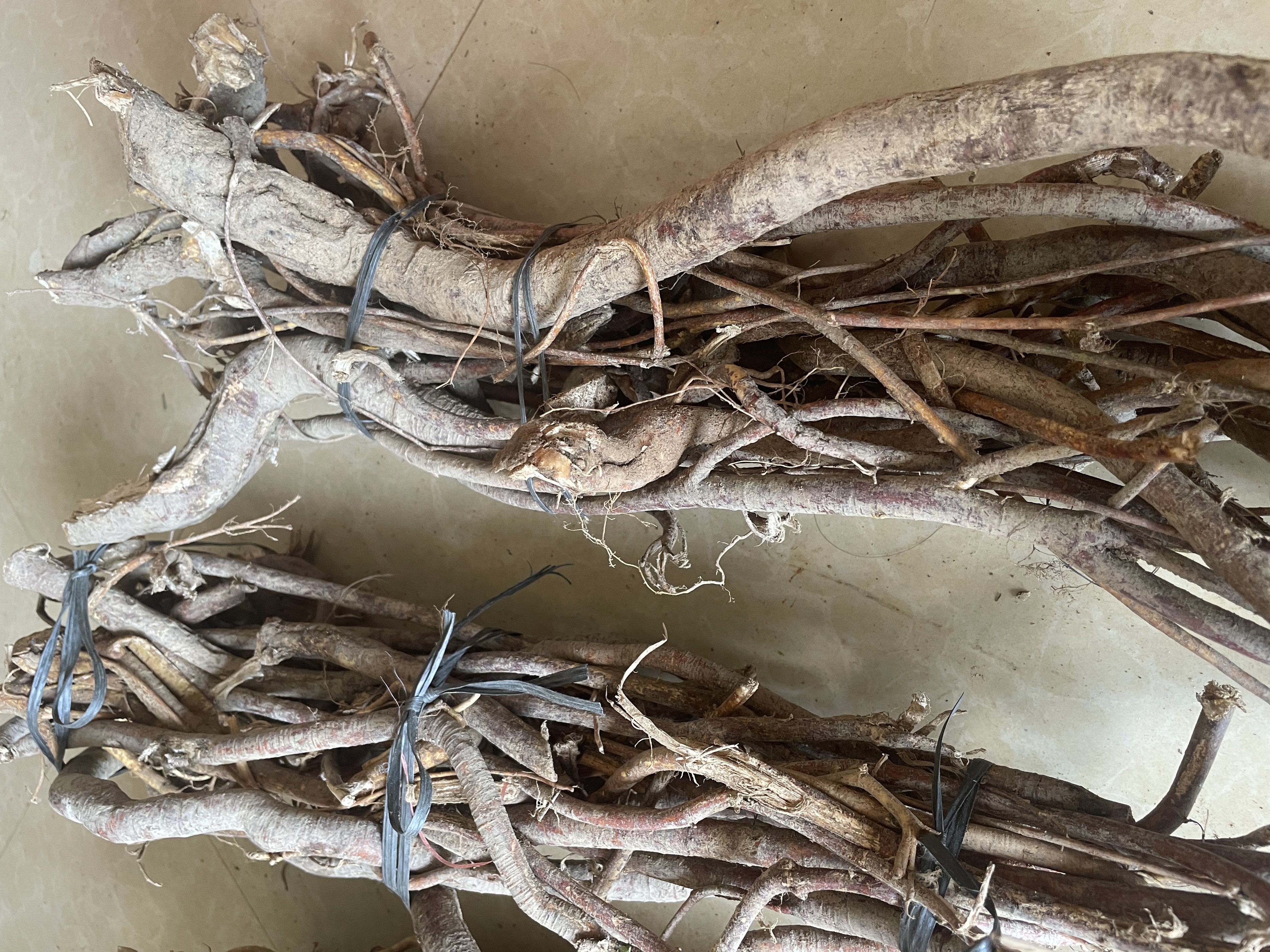 新鲜野生五指毛桃根系500g