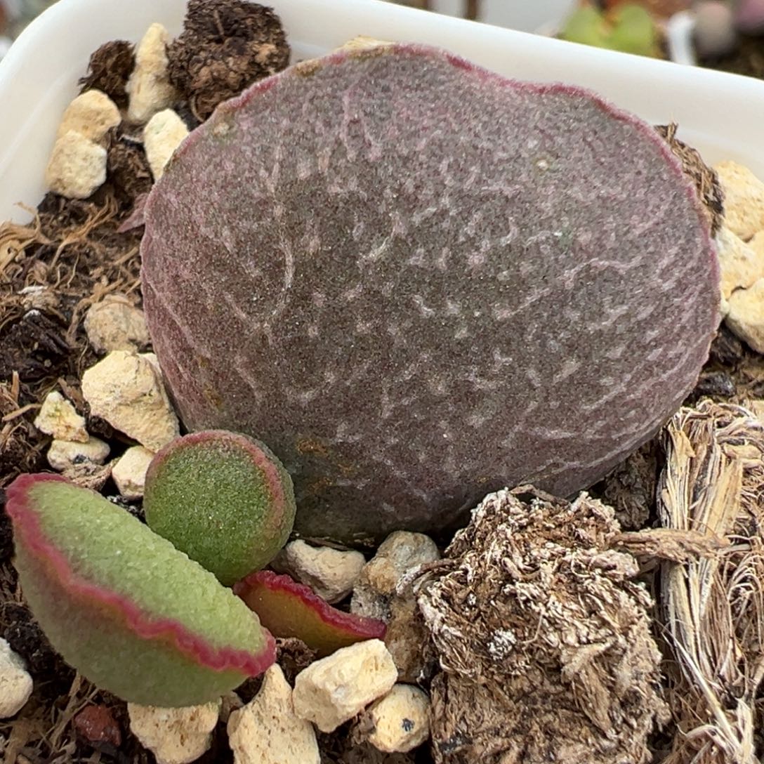粉姬大苗多肉植物水泡