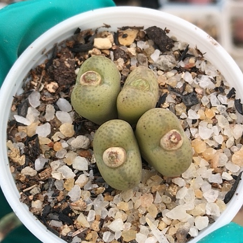 多肉肉锥 黄体毛杂