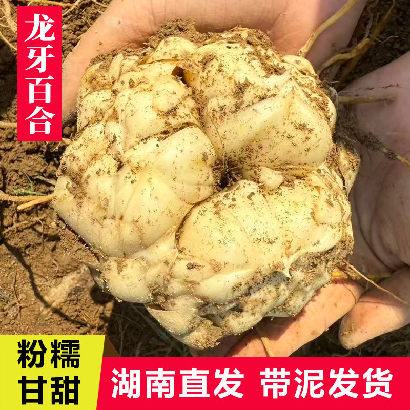 2025新鲜现挖湖南龙牙百合农家不苦粉糯甘甜超级大果【2-3个/斤】