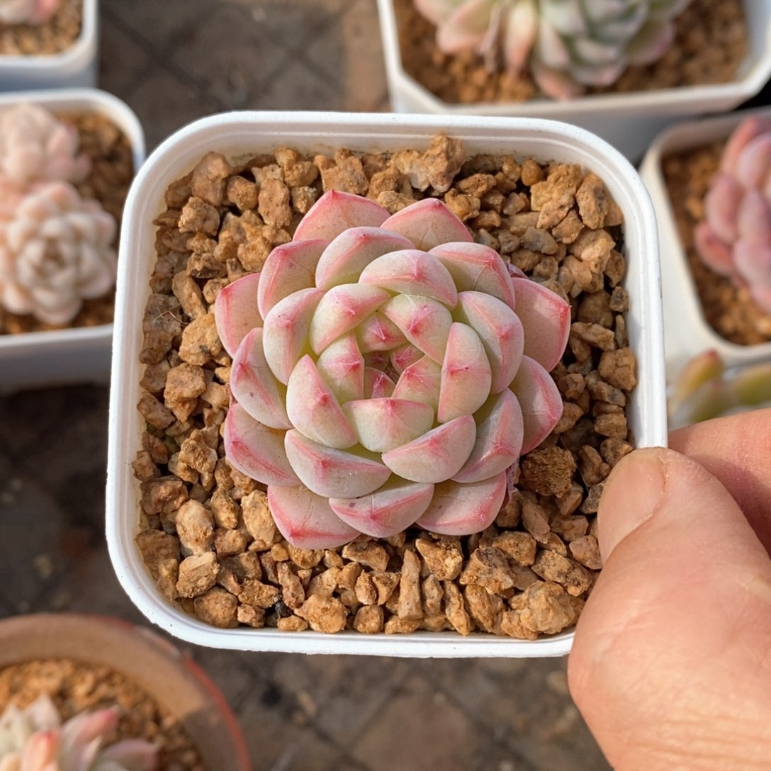 精品多肉一物一拍不包整153