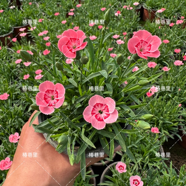 蜜桃派石竹（水蜜桃）耐寒耐热庭院地载绿化带花苞多年生花园植物