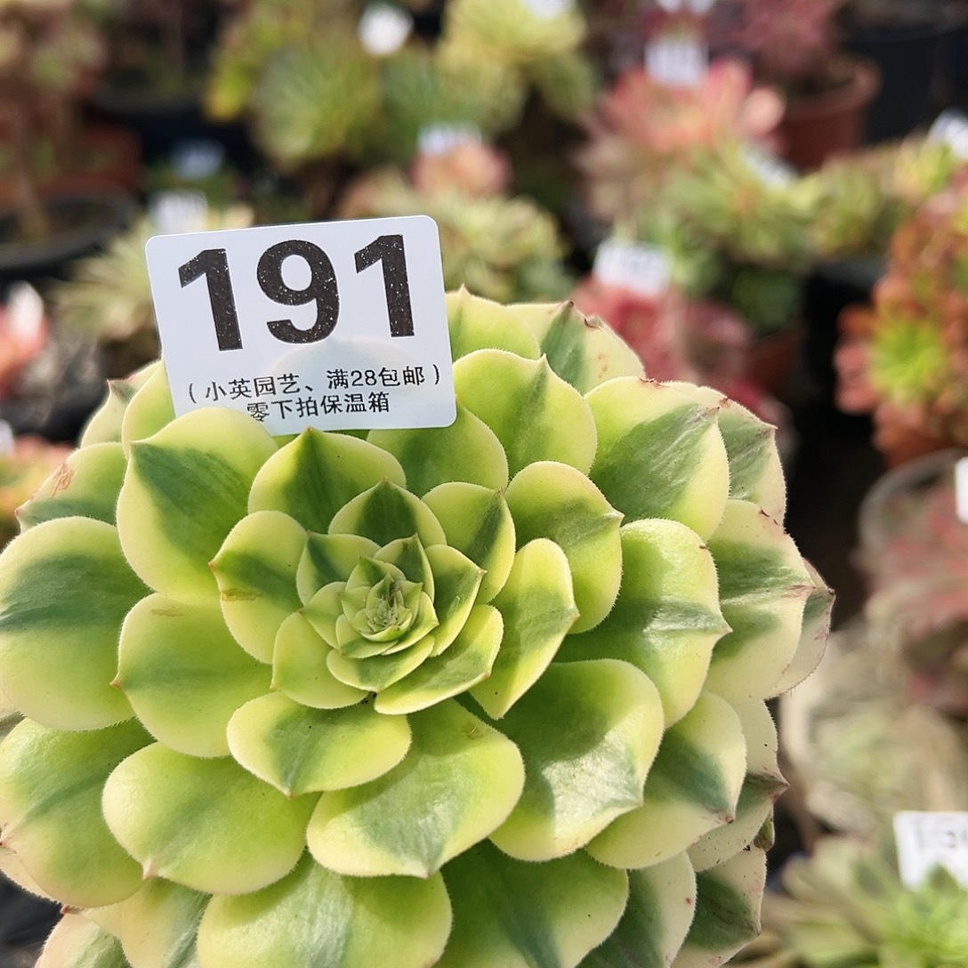 多肉植物多肉植物191