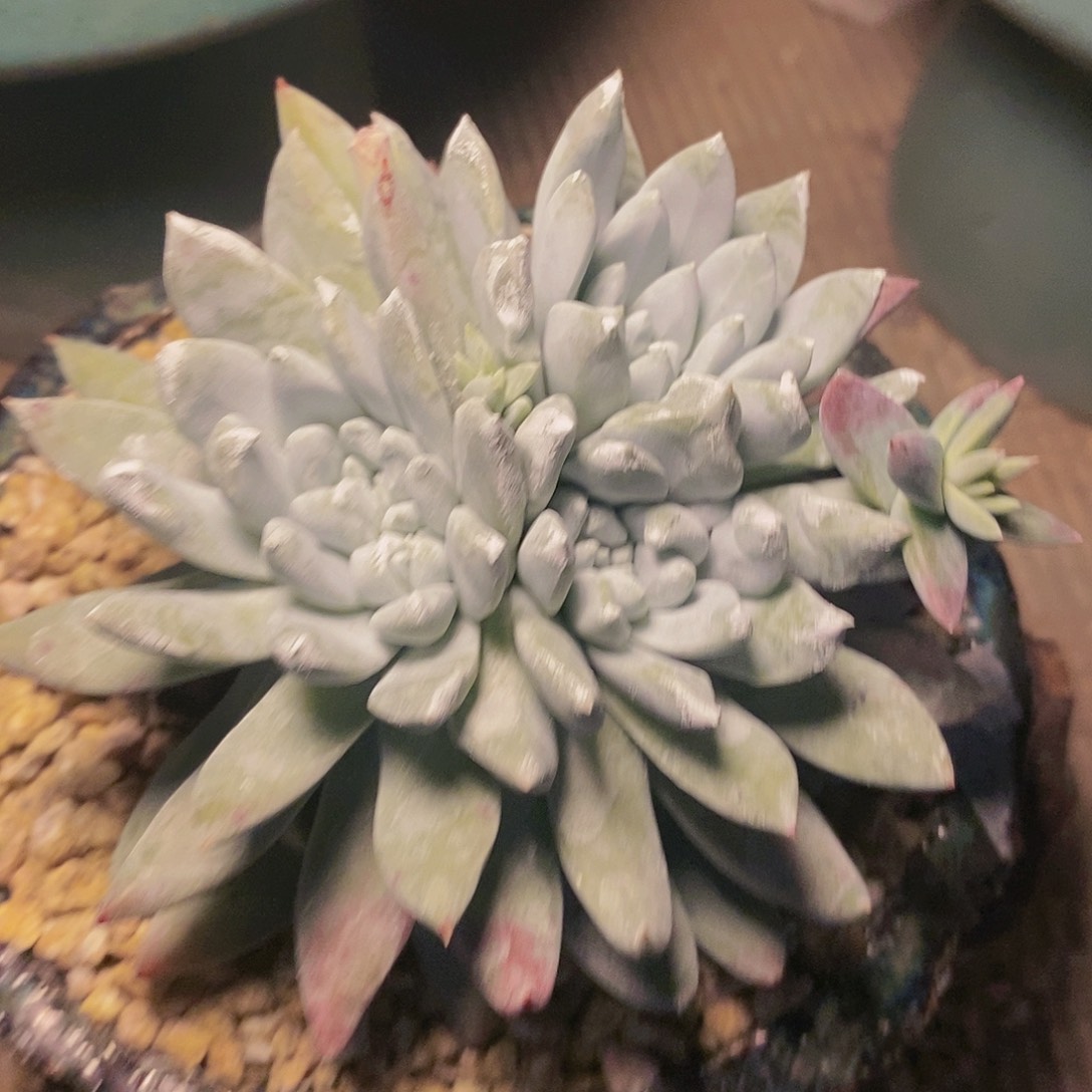 【闪购商品】哈哈哈哈刘丹白菊1246多肉