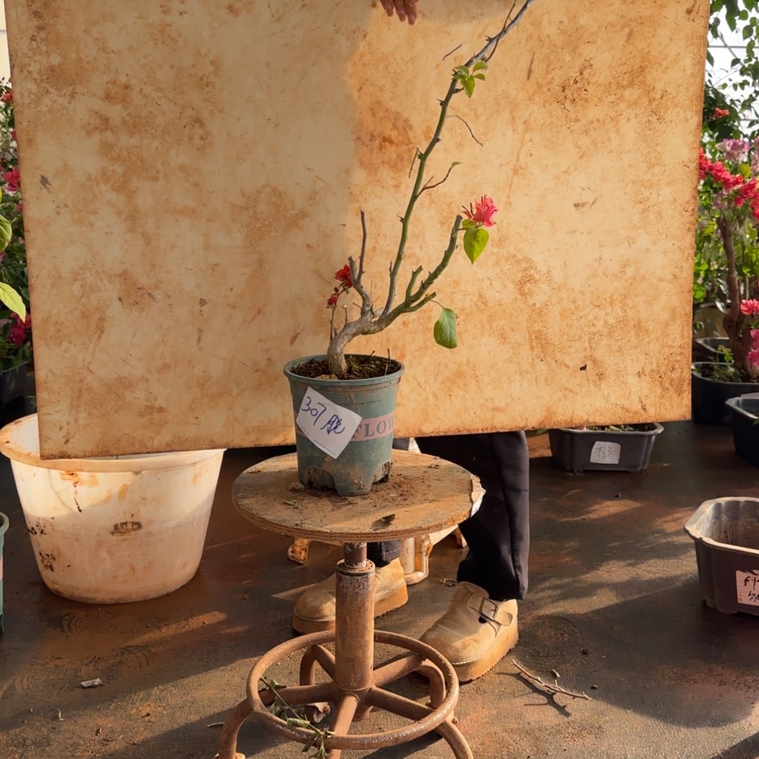 大部分花苞少量开放不甜 307脱