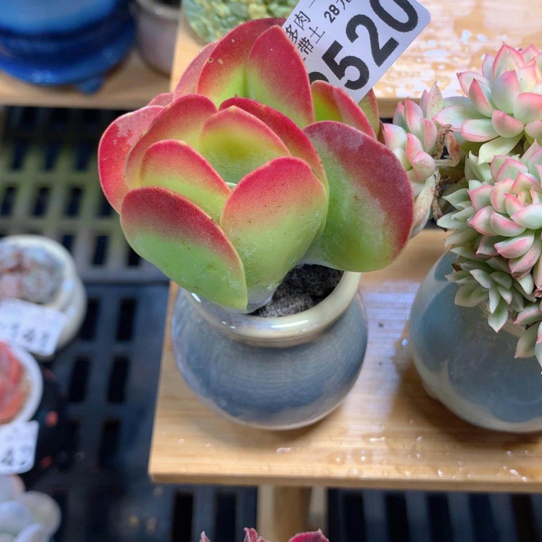 精控多肉植物2520