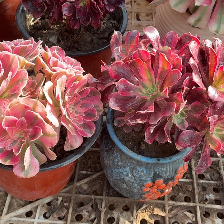 小粉女巫+小美杜莎拼单福利