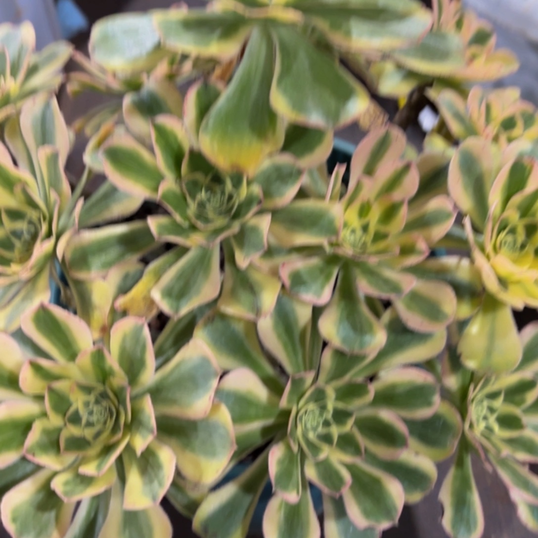 哈哈多肉葡萄福利450