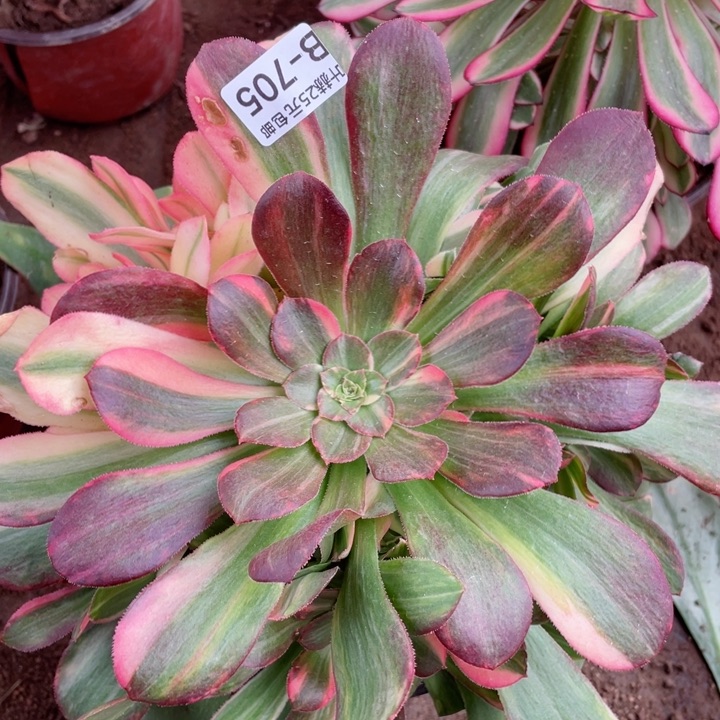 705流星雨多肉12345678