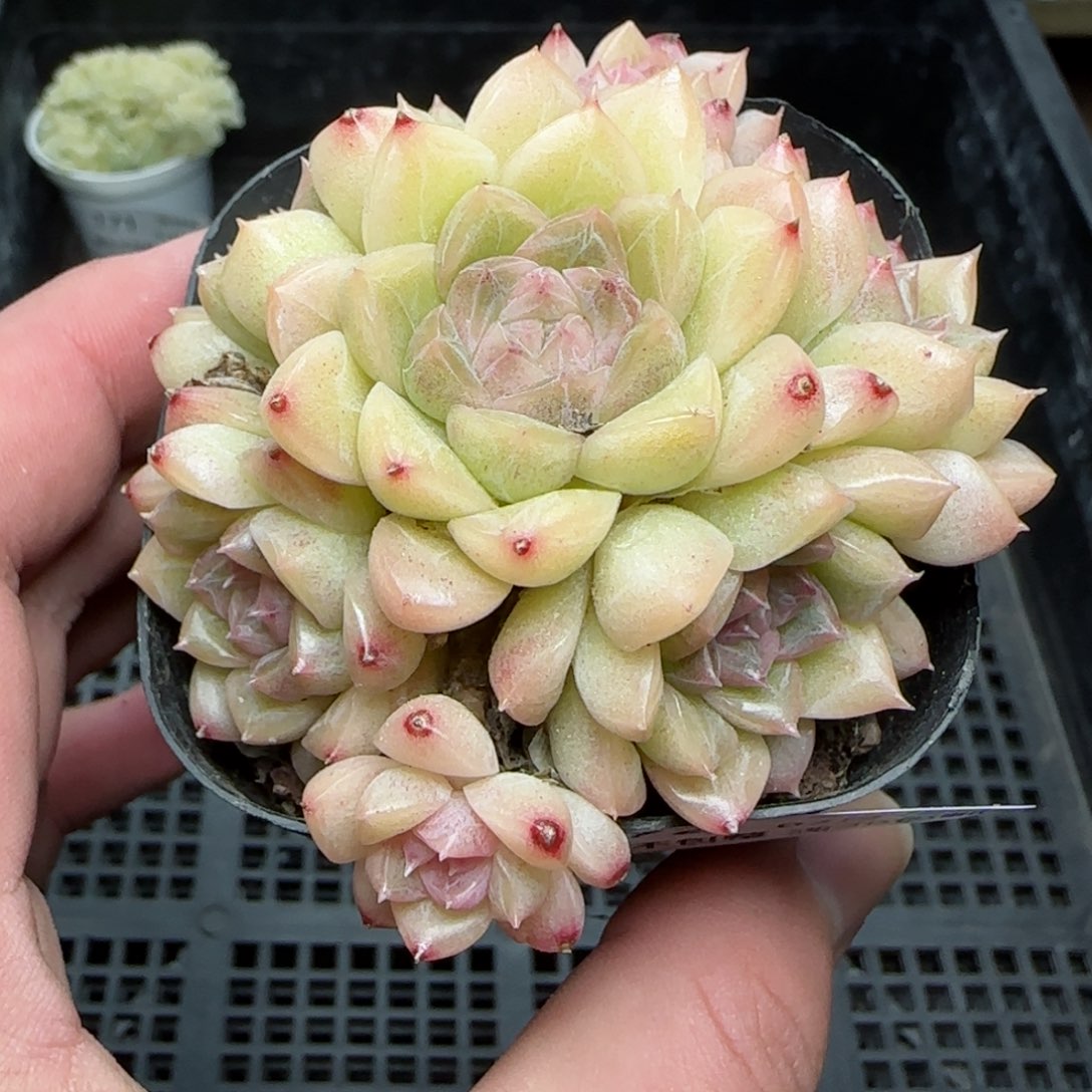 0212-172糖心麦秆