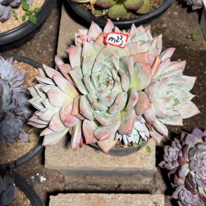 特***猫精品多肉植物老桩