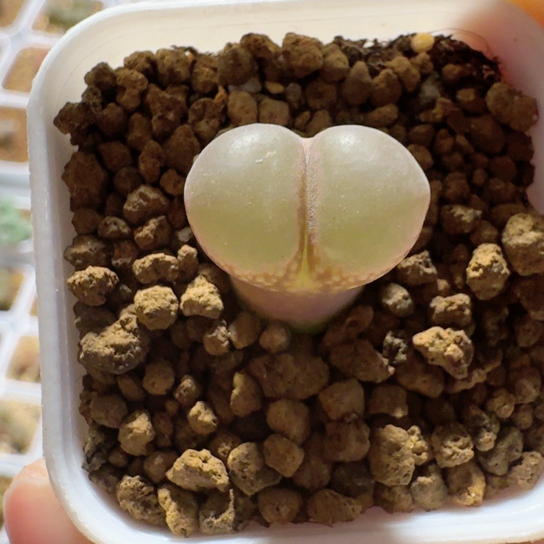 脱土发货..........