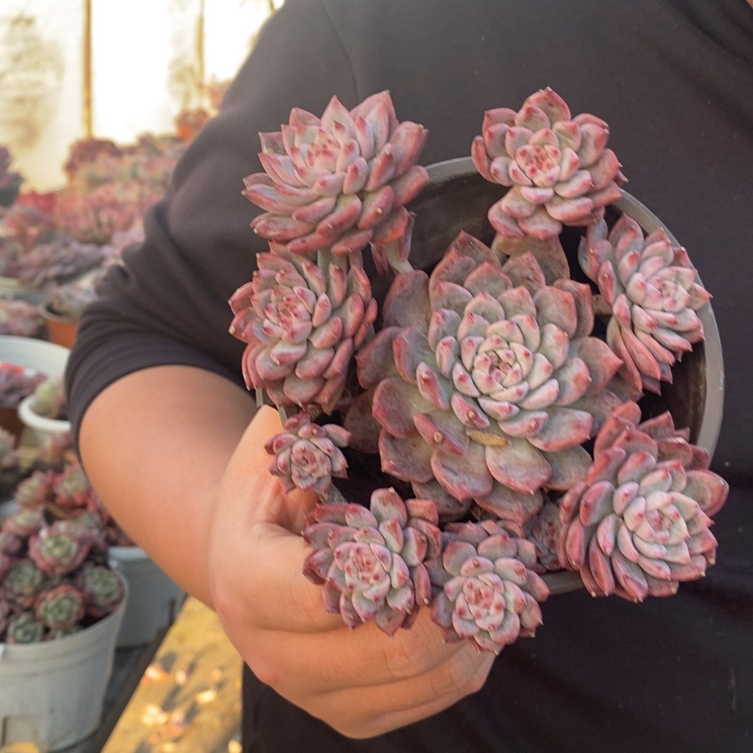 霜花小老桩手捧多肉