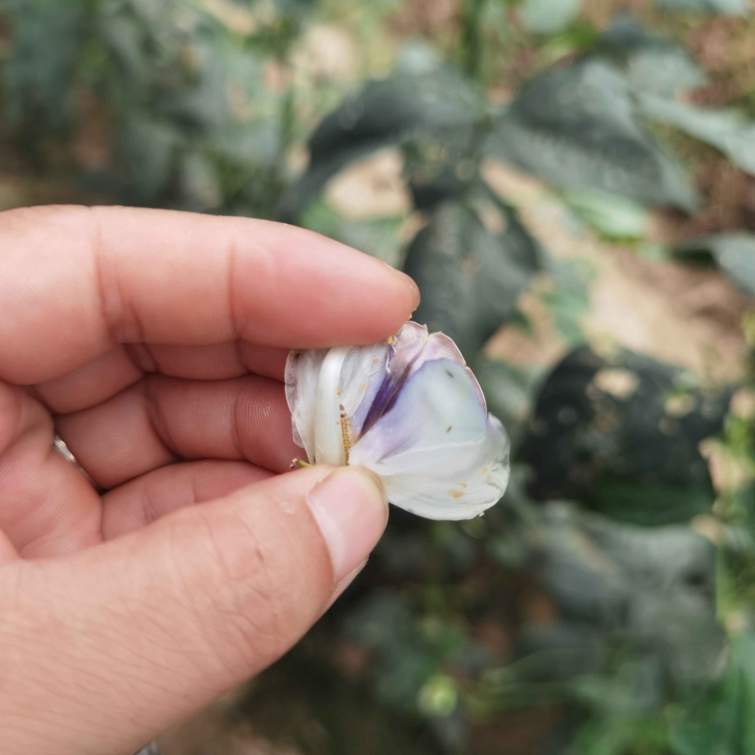 蓟马组合使用各种作物的蓟马危害