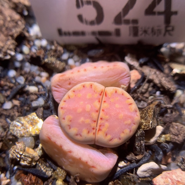 zz精品生石花524