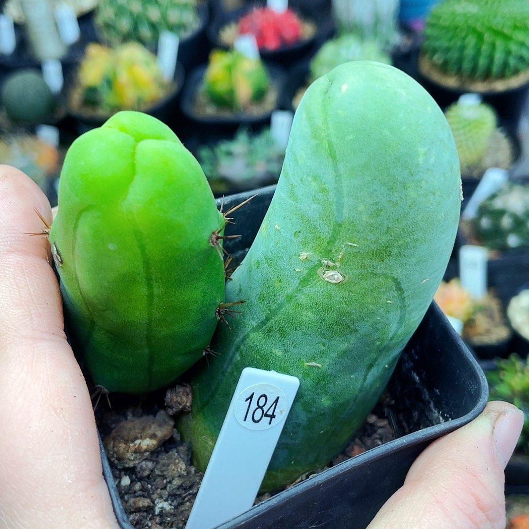 非偏远地区满25包邮仙人球