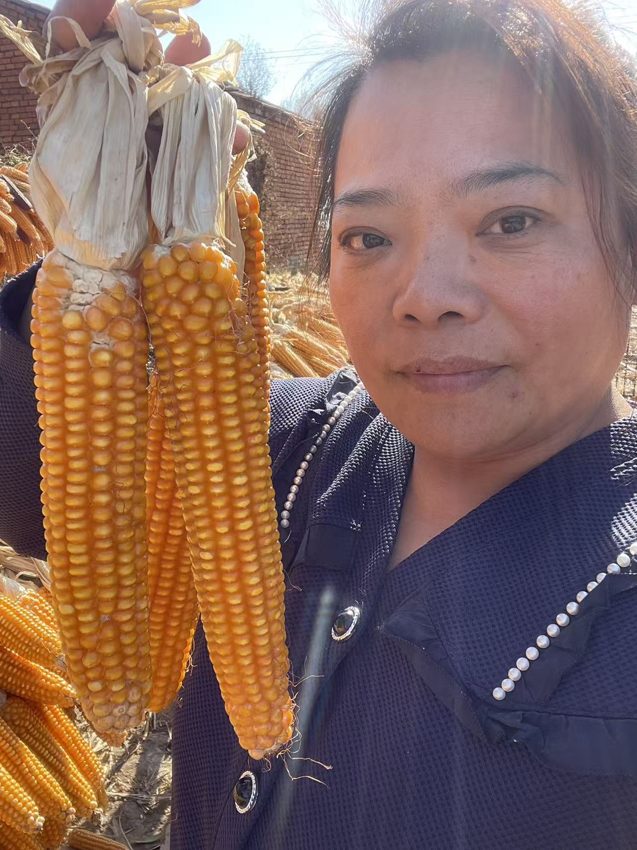  波姐东北黄玉米抖音