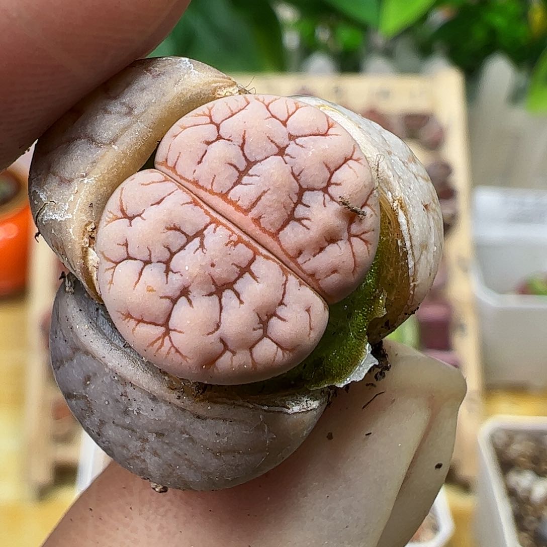 优选荒玉一颗…………………………