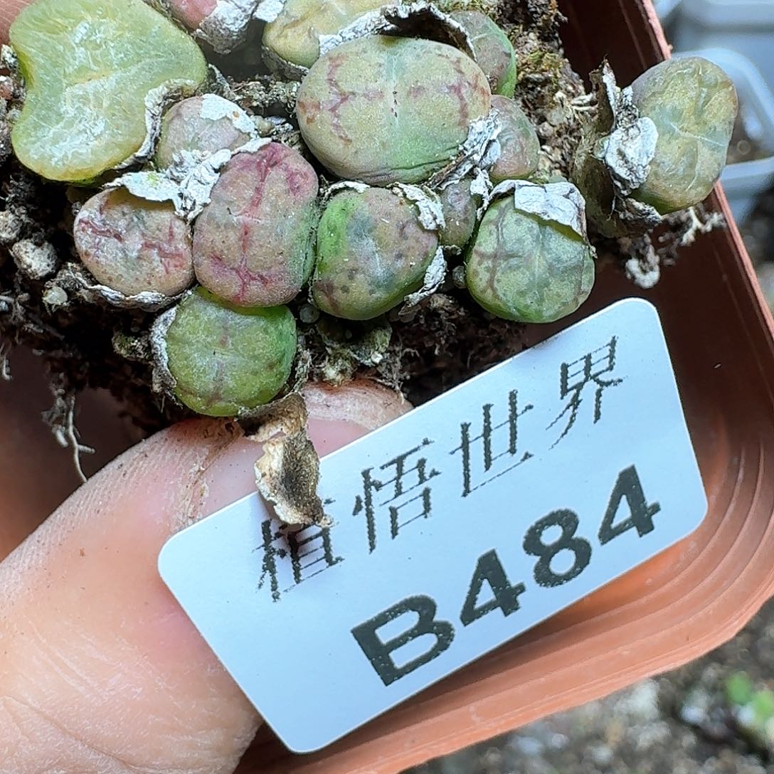 484号的植物哇d f c g h