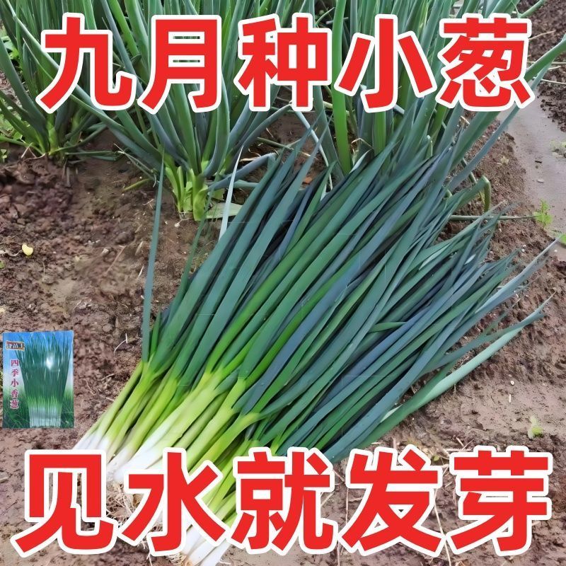 四季小香葱籽小香葱种子阳台室内盆栽葱种子家庭菜种耐寒蔬菜种子