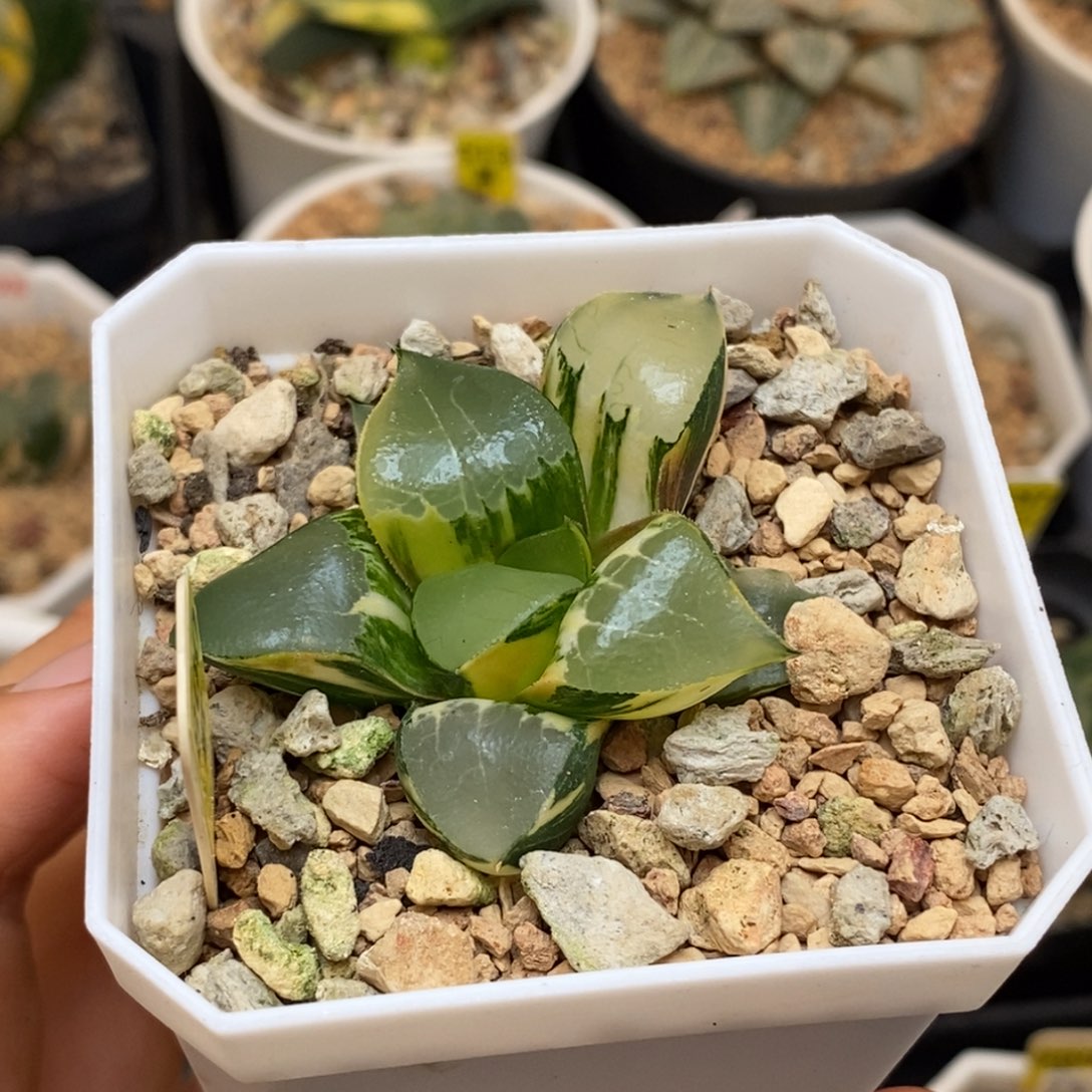 800龙喜克多肉植物组合