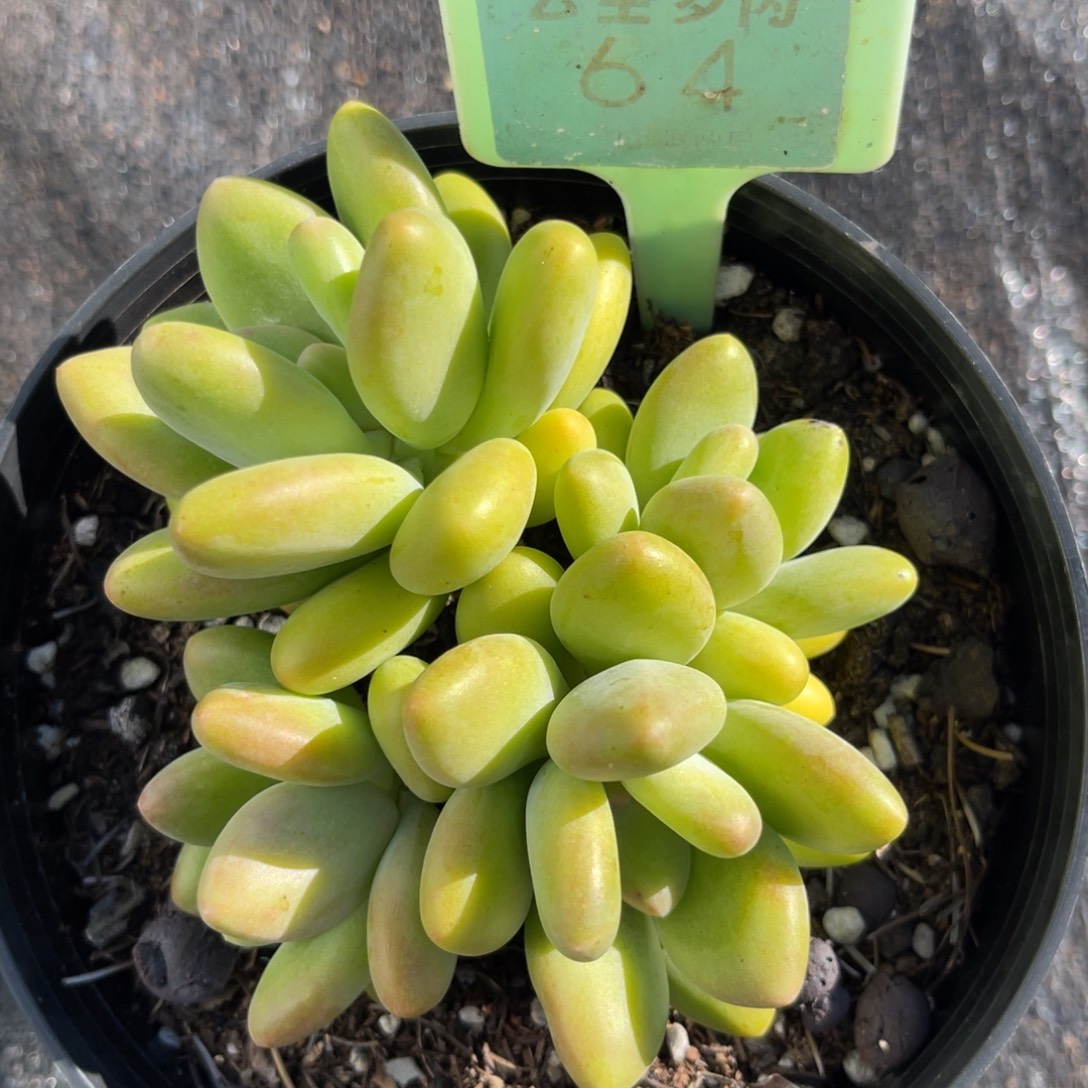 云尘多肉一物一拍64，