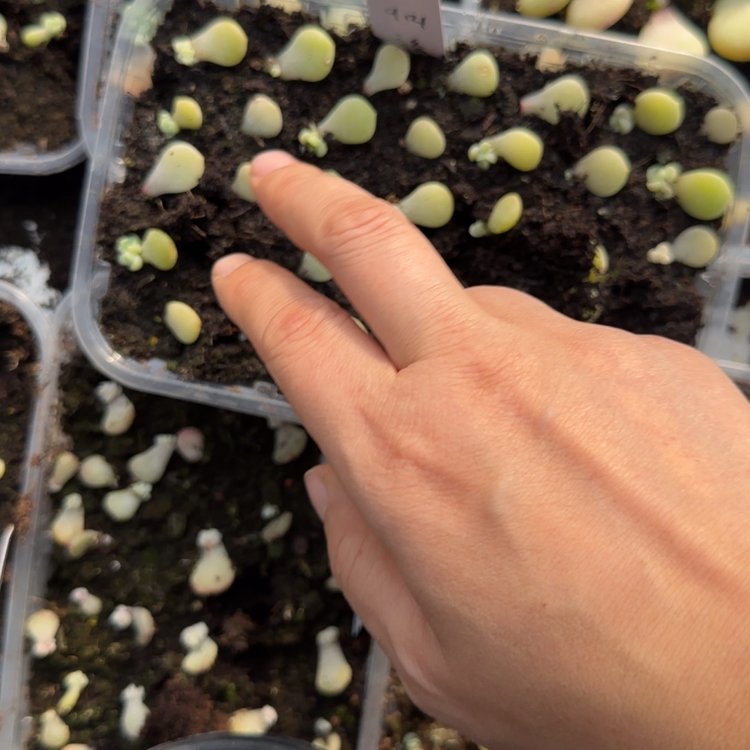 2个财富15 芝麻穴满25包邮