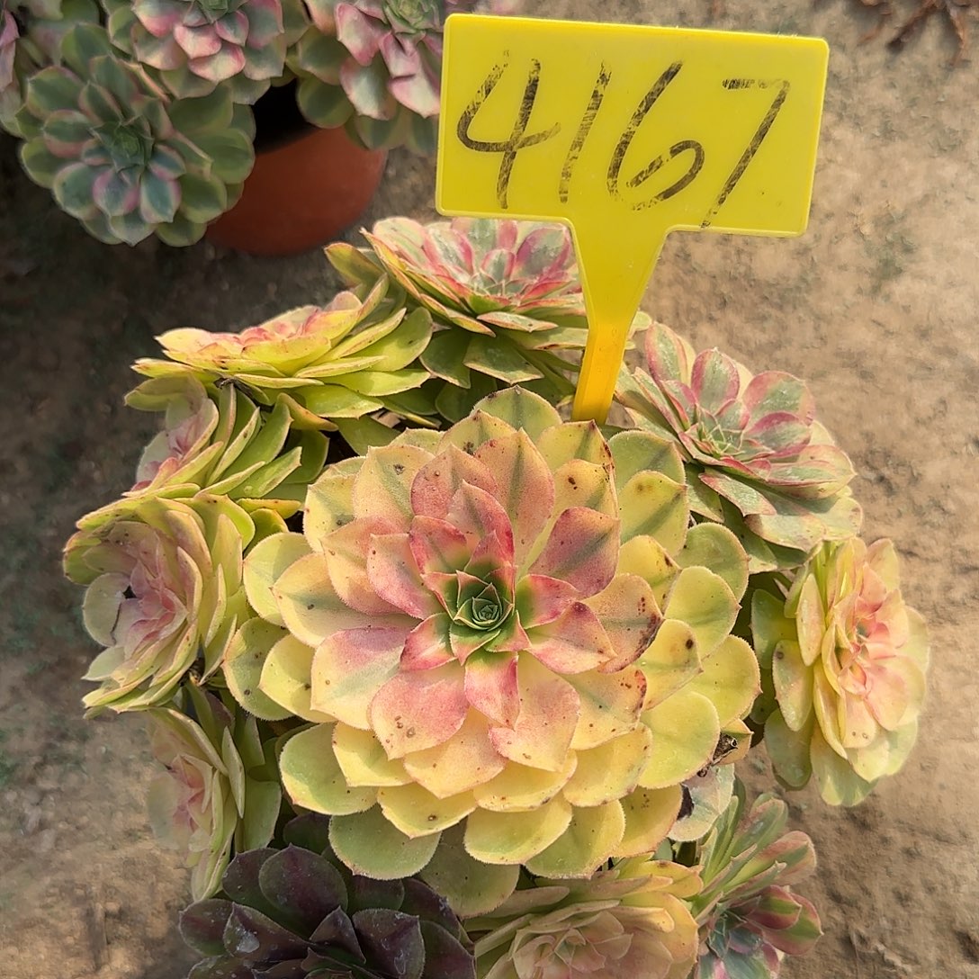 4167---雨荷多头多肉植物