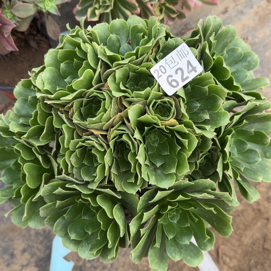 绿羊绒624满20包邮断枝不包