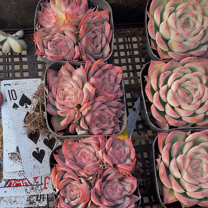 三头侧影带盆土发